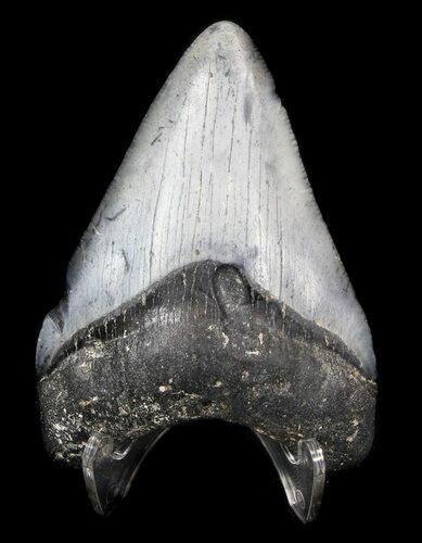 Juvenile Megalodon Tooth - Venice, Florida #36675